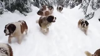 Dogs Enjoying the Snow | Lovely Dogs