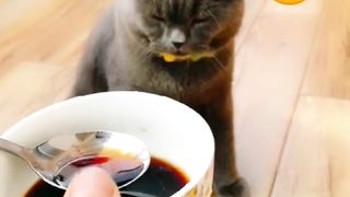 Cat funny Drama