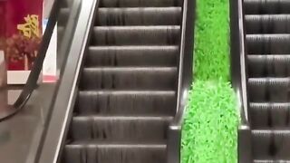 Funny Pet Antics: The Cutest Compilation