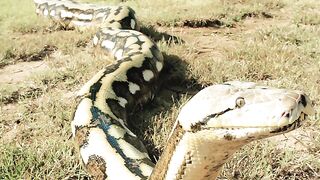 Big snake in the world