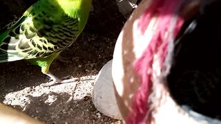 Amazing parrot