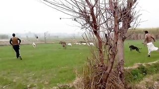 Beautiful Dog Running