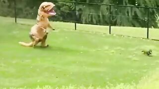 Funny Pet Videos: Cutest Antics Compilation