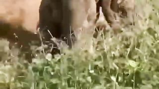 Camels fighting