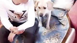 Funny video cat funny videos