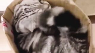Funny videos cat funny videos | pet funny video