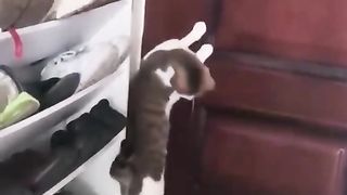 Funny videos cat funny videos | pet funny video