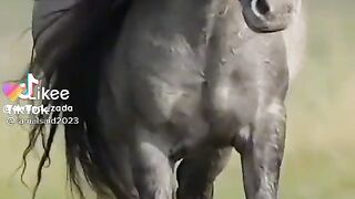 Beautifull horse Amazing