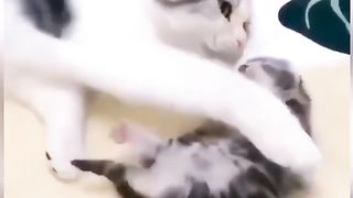 World Cat Day.