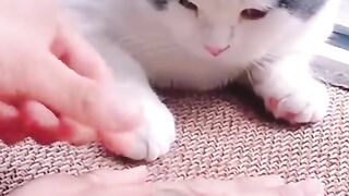 Funny videos cat funny videos | pet funny video