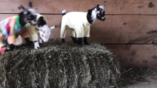 Taydy Goat ????