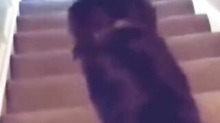 Funny videos cat funny videos | pet funny video