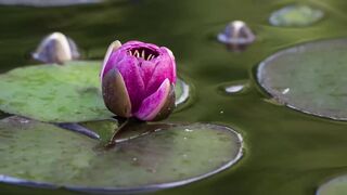 Water Lily Time Lapse