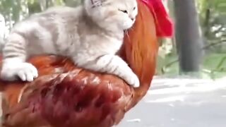 Funny Riding