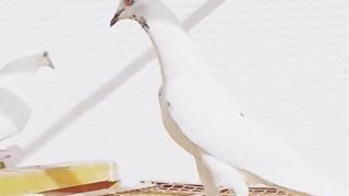 Kabooter Brids Red Eys Pegion