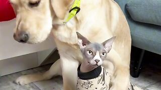 Give the cat a hug