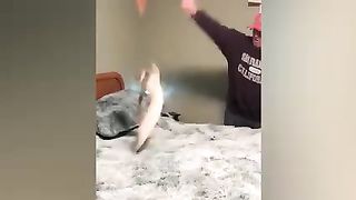 Cute cats funny cats video