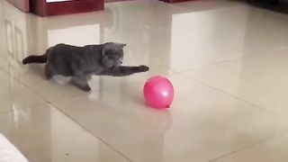 Funny pets cats