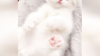 1 Hour of Funniest Cat Videos on the Planet #3 - Best Funny Animal Videos 2022
