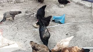 My little Setup Of Astrolop & golden misri hens|Astrolop Chicks| Aseel Hens|