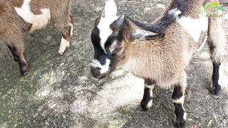 Baby goat & Baby sheep beautiful