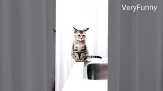 Funny Cats On Fire