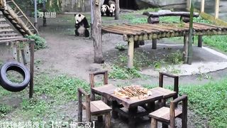 Giant Pandas..