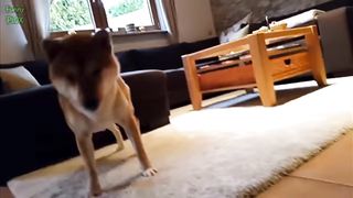 Funny pet animals