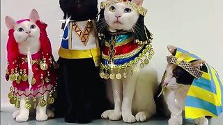 Funny cat