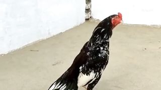 Cheena aseel ! Aseel cheena mianwali