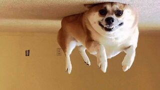 ???? Awesome Funny ???? Dogs And Cats ???? -  Funniest And Cute Pet Videos