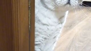 Cut off the cat's head?