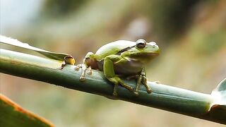 Frog on tree