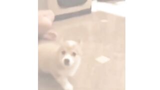 very funny animal video