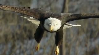 Eagle is eagle