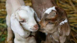 Bakri ne bacha dia