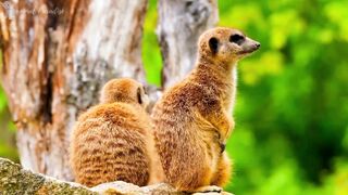Learn the sounds of farm animals, domestic animals - Cow, dog, cat, rat, tiger, horse#02
