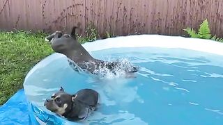 Let's go bask in the pool