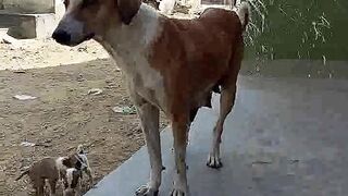 LAZY DOG ANIMAL JUKE VIDEO