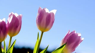 Beautiful pink Flowers