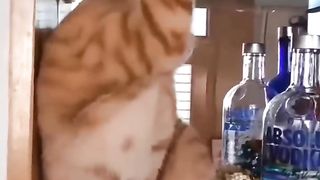 funny cats and dogs ?? funny animals videos ?? funny video compilation ??✨ cute cat and dogs????????#shorts