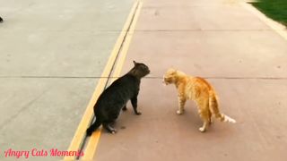 Cat Fighting | Cat Fight Compilation Video | Big Alley Cats Fight | Pelea fe gatos | Real Cat Fight