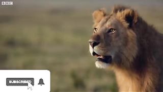 Lion trapped by clan of Hyenas | viral video | MrHappy | 2023