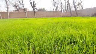 Our village