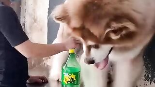 Cute Dog