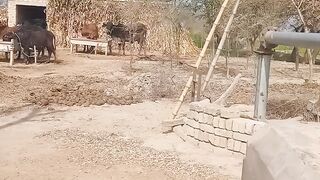 Village beautiful , my village life style, water turpan