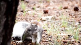 beautiful animal video