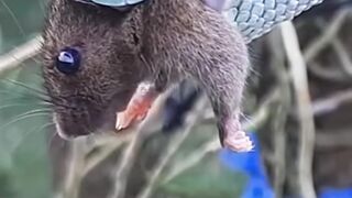 Snake swallows mouse | Snake Video
