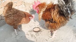 Hens Drinking Tea