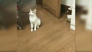 Baby cat's _cute and funy cat vedio compilation